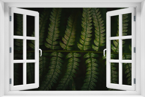 Fototapeta Naklejka Na Ścianę Okno 3D - green fern leaves background, texture from above, pattern dark scenery, header asian bamboo fern garden ying yang, 