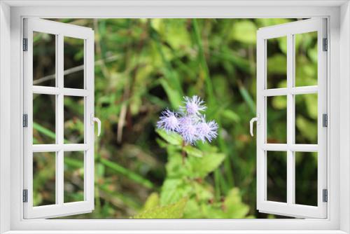 Fototapeta Naklejka Na Ścianę Okno 3D - Blue mistflower blooms along the North Branch Trail in Niles, Illinois