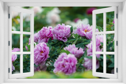 Fototapeta Naklejka Na Ścianę Okno 3D - Peony