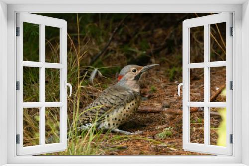 Fototapeta Naklejka Na Ścianę Okno 3D - Northern Flicker, Yellow-shafted, male with dirt on bill from digging for insects or ants
