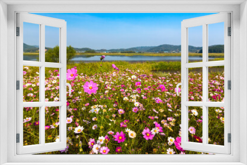 Fototapeta Naklejka Na Ścianę Okno 3D - Beautiful landscape of blooming cosmos flowers in a rural field on a sunny day