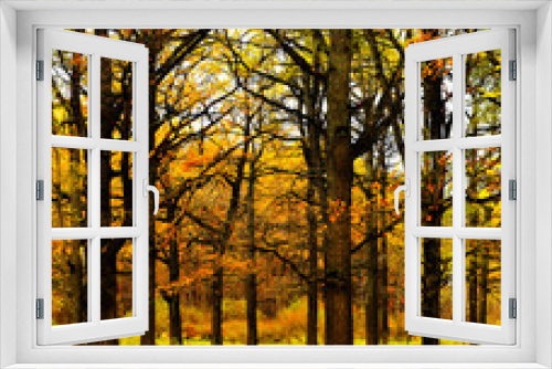 Fototapeta Naklejka Na Ścianę Okno 3D - oaks in yellow foliage in the autumn park
