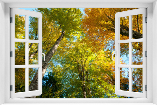 Fototapeta Naklejka Na Ścianę Okno 3D - faggi del cansiglio 2462