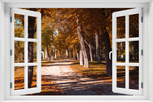 Fototapeta Naklejka Na Ścianę Okno 3D - Autumn colors in a park forest. Fallen leaves. Lights and shadows. Selective focus.