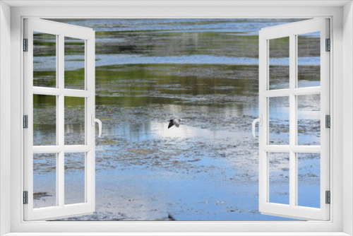 Fototapeta Naklejka Na Ścianę Okno 3D - ducks in the lake