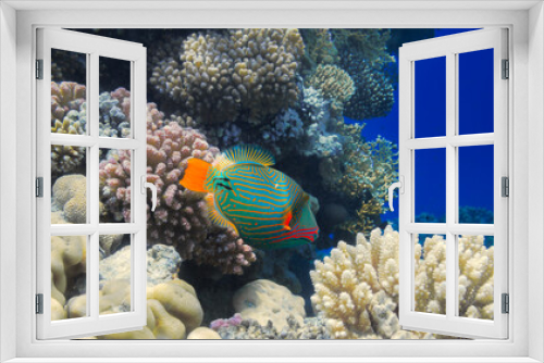 Fototapeta Naklejka Na Ścianę Okno 3D - Orange-lined triggerfish swims among the corals of the Red Sea