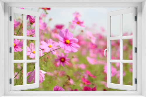 Fototapeta Naklejka Na Ścianę Okno 3D - ピンク色が美しいコスモス