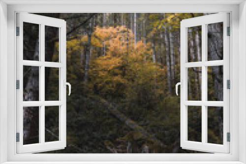 Fototapeta Naklejka Na Ścianę Okno 3D - Unreal beautiful autumn tree with golden leaves in the forest on the front background of a tree trunk. Autumn season background concept