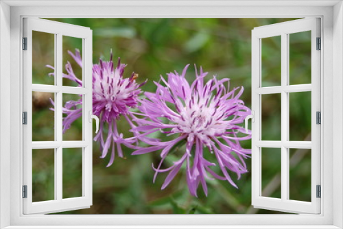 Fototapeta Naklejka Na Ścianę Okno 3D - fleur delicatesse