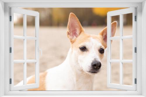Fototapeta Naklejka Na Ścianę Okno 3D - Jack Russell Terrier, a small playful dog on the sand