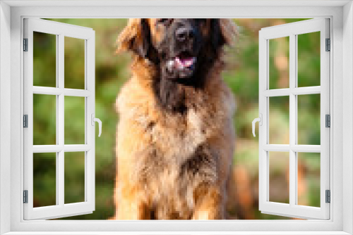 Fototapeta Naklejka Na Ścianę Okno 3D - leonberger dog portrait