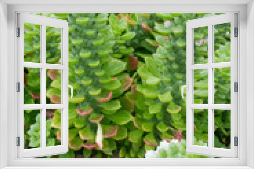Fototapeta Naklejka Na Ścianę Okno 3D - Green leaves plant in botanic garden