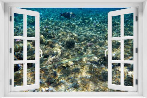 Fototapeta Naklejka Na Ścianę Okno 3D - Glatter Flötenfisch / Bluespotted cornetfish / Fistularia commersonii