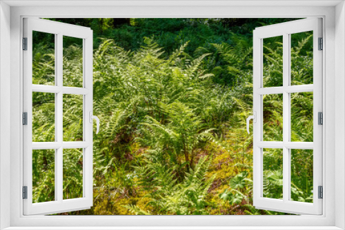 Fototapeta Naklejka Na Ścianę Okno 3D - Fern plants in Bavaria