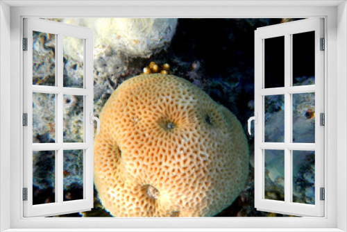 Fototapeta Naklejka Na Ścianę Okno 3D - Koralle und Muschel / Coral and Shell /