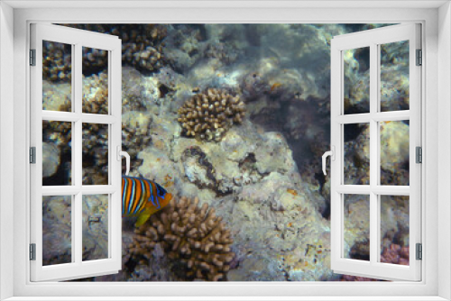 Fototapeta Naklejka Na Ścianę Okno 3D - Pfauenkaiser-Fisch / Royal angelfish / Pygoplites diacanthus