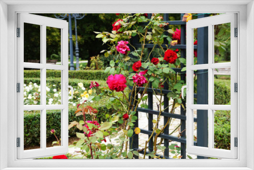 Fototapeta Naklejka Na Ścianę Okno 3D - Red climbing roses on a black wooden pergola in a sunny summer park