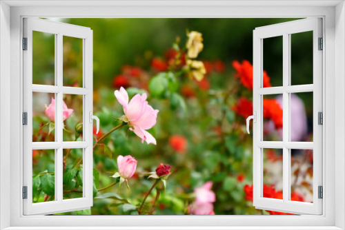 Fototapeta Naklejka Na Ścianę Okno 3D - pink rose flower on a defocused green background. Selective focus Space for copying text