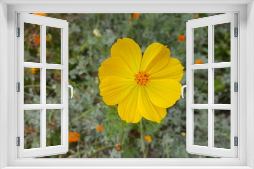 Fototapeta Naklejka Na Ścianę Okno 3D - Yellow Flower in a Field