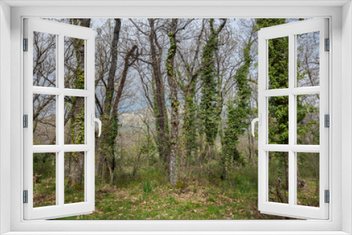 Fototapeta Naklejka Na Ścianę Okno 3D - Forest of Pyrenean oak, Quercus pyrenaica, in the Bosque de La Herreria, a Natural Park in the municipality of San Lorenzo de El Escorial, province of Madrid, Spain