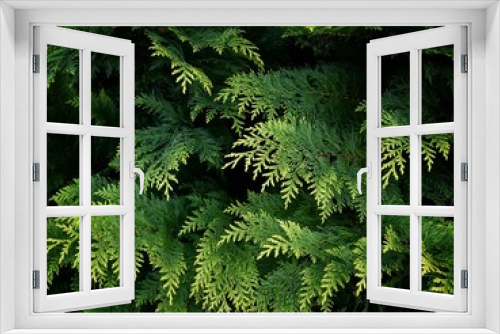 Fototapeta Naklejka Na Ścianę Okno 3D - branches of the Lavson cypress. 