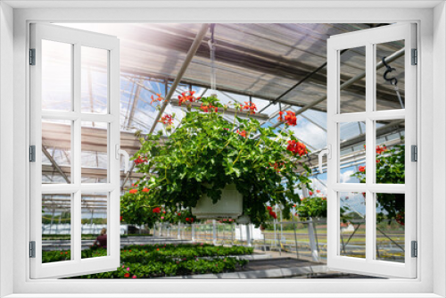 Fototapeta Naklejka Na Ścianę Okno 3D - Blumenzucht, Einblick in ein wunderschön arrangiertes Gewächshaus  mit großer Blumenauswahl.