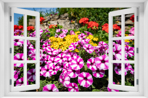 Fototapeta Naklejka Na Ścianę Okno 3D - Leuchtend rot gestreift blühende Petunien im Blumenbeet vor einer Bruchsteinmauer.