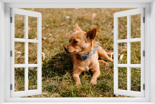 Fototapeta Naklejka Na Ścianę Okno 3D - a dog on the grass
