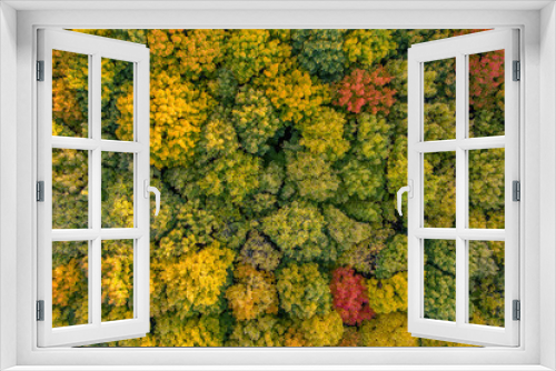 Fototapeta Naklejka Na Ścianę Okno 3D - Hungary - Trees in autumn colors from topdown drone shot