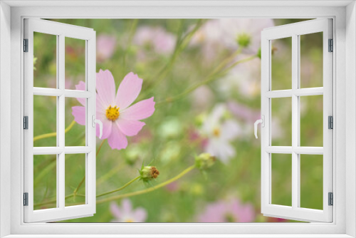 Fototapeta Naklejka Na Ścianę Okno 3D - 日本の秋の植物コスモスの群生　右側コスモスの花ぼかしバック　コピースペース