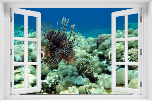 Fototapeta Naklejka Na Ścianę Okno 3D - Lion Fish in the Red Sea.