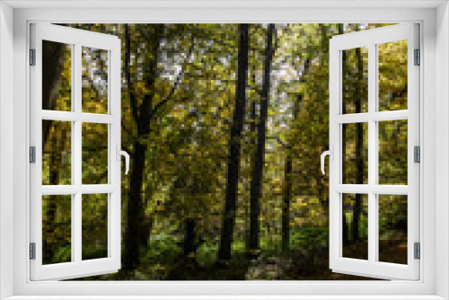 Fototapeta Naklejka Na Ścianę Okno 3D - Jesienny Las 