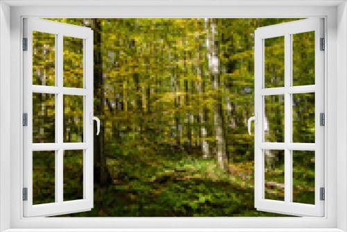 Fototapeta Naklejka Na Ścianę Okno 3D - Jesienny Las 