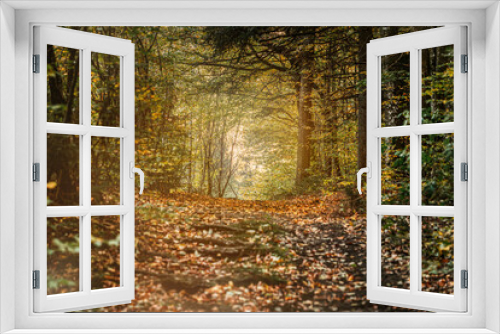 Fototapeta Naklejka Na Ścianę Okno 3D - Portrait of an autumn forest landscape