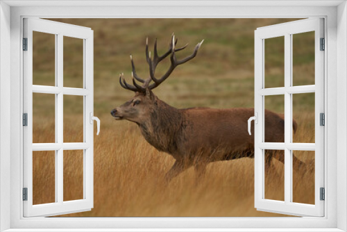 Fototapeta Naklejka Na Ścianę Okno 3D - Dominant Red Deer stag (Cervus elaphus) on constant guard to warn off rival stags during the annual rut in Bradgate Park, Leicestershire, England.