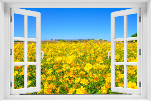 Fototapeta Naklejka Na Ścianę Okno 3D - 美しく咲き乱れるキバナコスモス