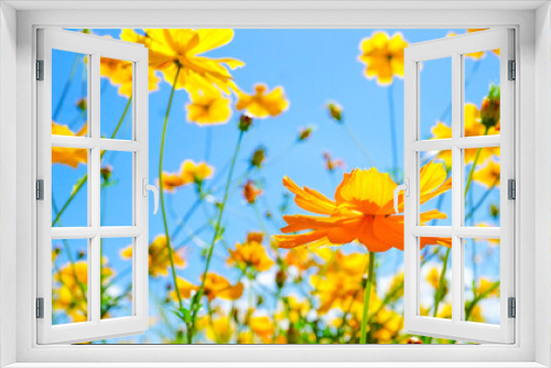 Fototapeta Naklejka Na Ścianę Okno 3D - 美しく咲き乱れるキバナコスモス