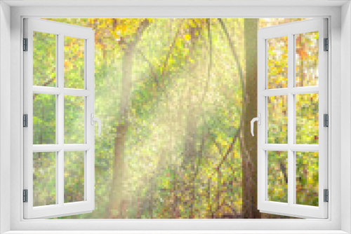 Fototapeta Naklejka Na Ścianę Okno 3D - Sunbeams through trees in the autumn forest