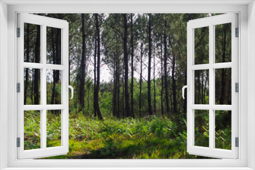 Fototapeta Naklejka Na Ścianę Okno 3D - Rangées de pins dans la forêt des Landes de Gascogne, en période printanière