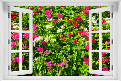 Fototapeta Naklejka Na Ścianę Okno 3D - 夏の小さいピンクの花、ペンタス