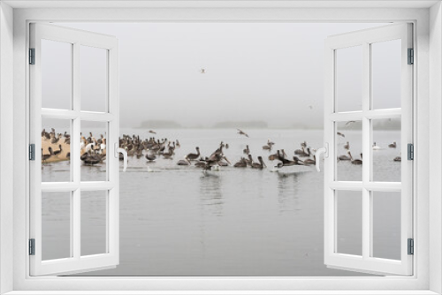 Fototapeta Naklejka Na Ścianę Okno 3D - Foggy river and flock of pelicans, California Central Coast