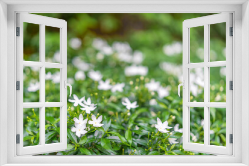 Fototapeta Naklejka Na Ścianę Okno 3D - Bush with white flowers in the foreground and a blurred bokeh background.