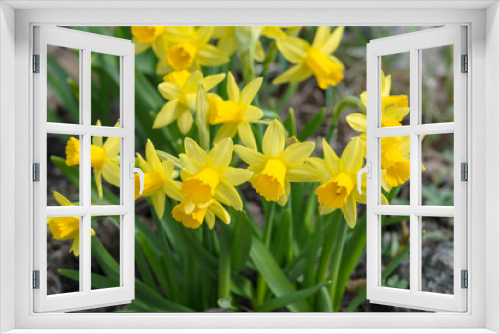 Fototapeta Naklejka Na Ścianę Okno 3D - a cute narcissus bush with a bokeh and free copy space for the text - spring background