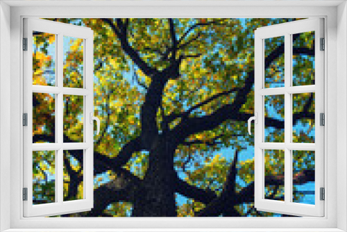 Fototapeta Naklejka Na Ścianę Okno 3D - big green tree 