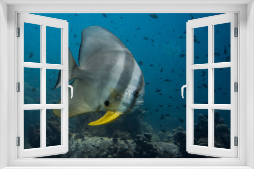 Fototapeta Naklejka Na Ścianę Okno 3D - Platax en plongée sous-marine