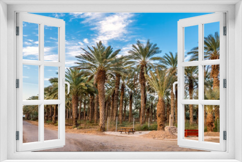 Fototapeta Naklejka Na Ścianę Okno 3D - Resting place among plantation of date palms intended for actually healthy food production. Dates production is rapidly developing agriculture industry in desert areas of the Middle East