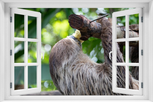 Fototapeta Naklejka Na Ścianę Okno 3D - Adorable Slowly Sloth Eating Fresh Corn on the Tree