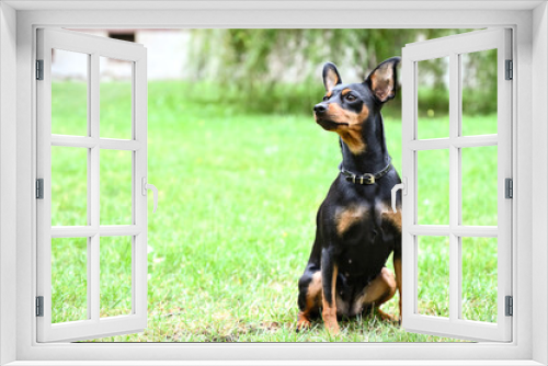 Fototapeta Naklejka Na Ścianę Okno 3D - Miniature Pinscher Dog Breed , pet animal