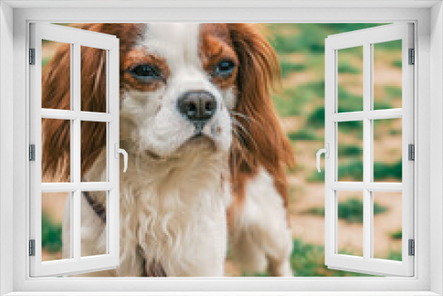 Fototapeta Naklejka Na Ścianę Okno 3D - close-up of a cavalier king charles dog on a leash in a park