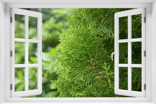 Fototapeta Naklejka Na Ścianę Okno 3D - A photo of Pine Hang Sing